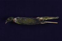 藏品(綠鳩)的圖片